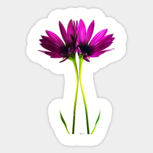 Pink Daisy Flowers Sticker